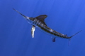   Photo taken about 1020 miles off Cancun coast. 10-20 10 20 coast  